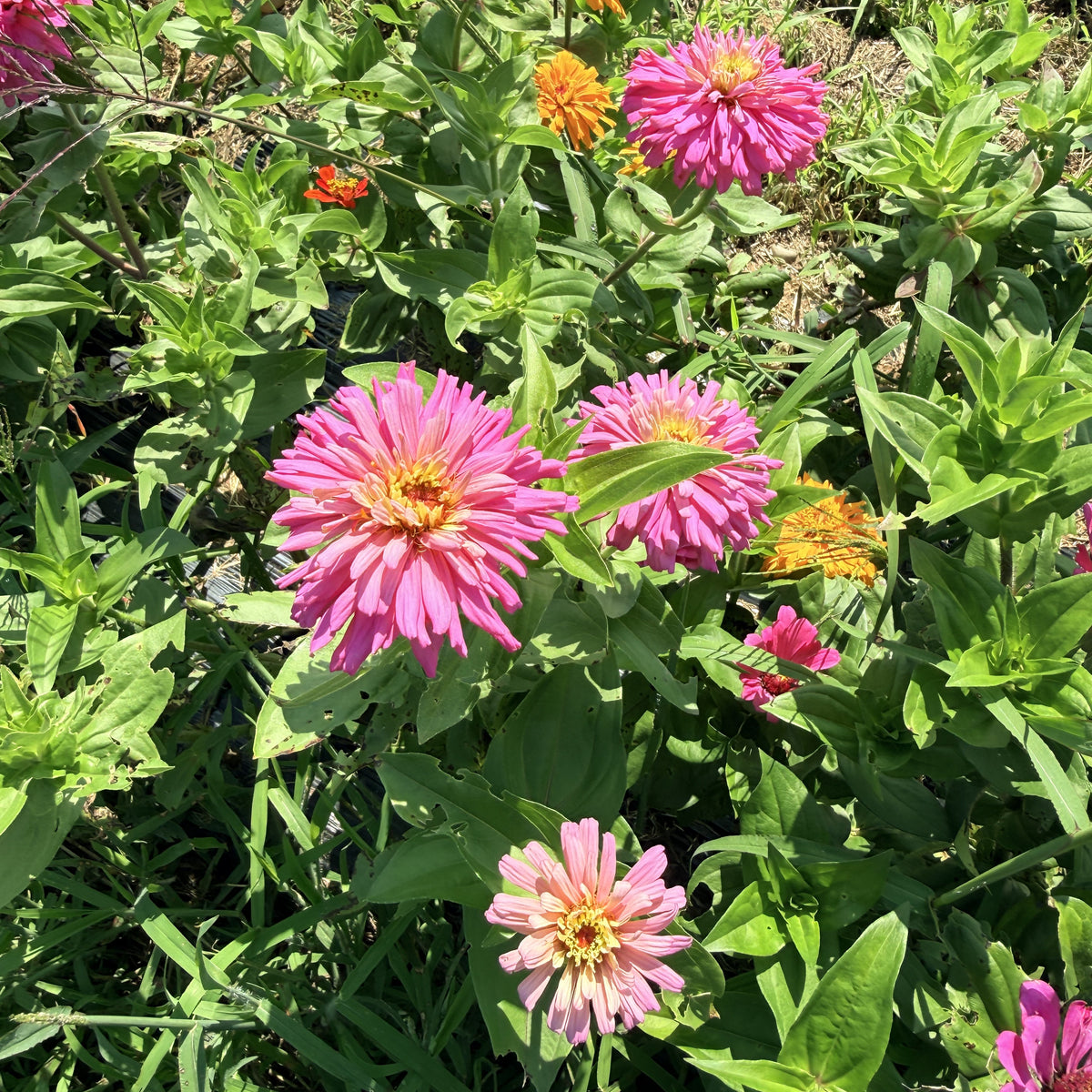 Bright orange State Fair Zinnia seedlings from Hudson Valley Seed Co. with green foliage, ready for planting in a garden.