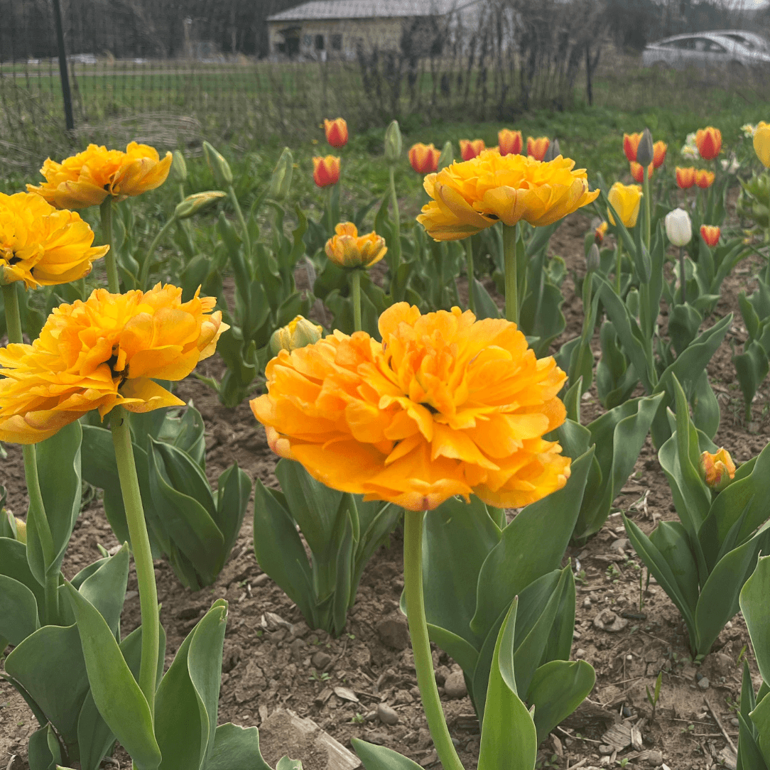 Tulip &