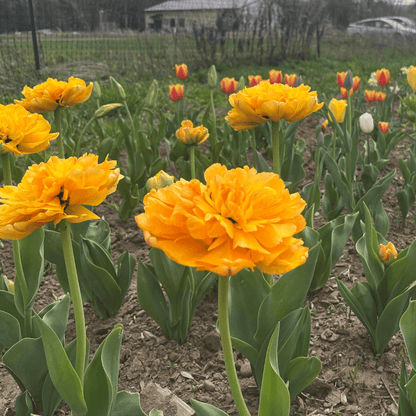 Tulip &