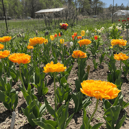 Tulip &