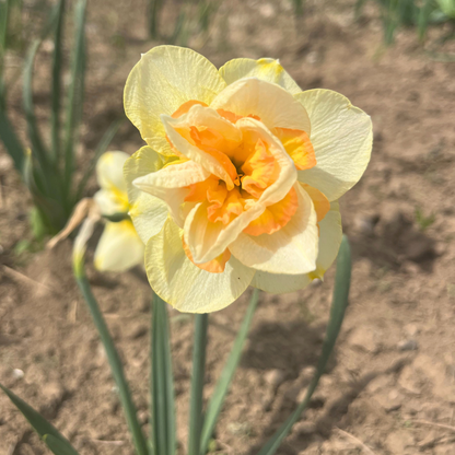 Beautiful Narcissus &