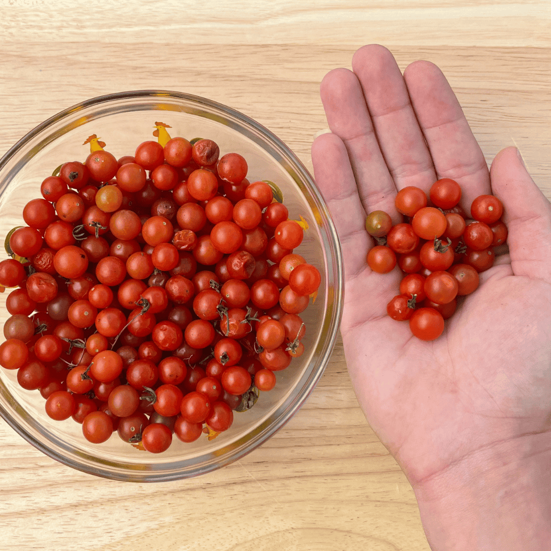 Fresh Sweet Pea Currant Tomatoes, small vibrant red vegetables on a plant with green stems and leaves.