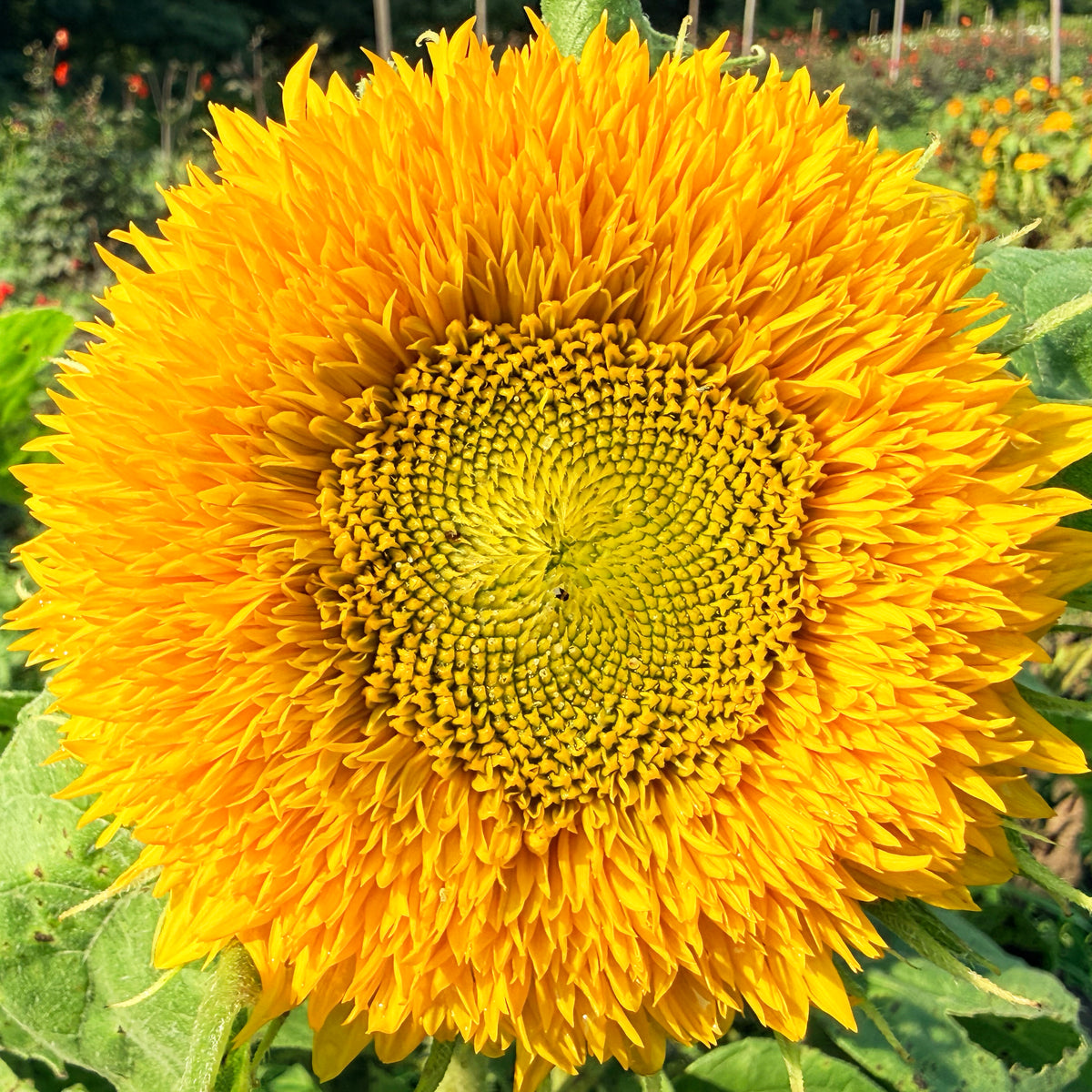 Close-up of a Teddy Bear Sunflower flower from Hudson Valley Seed Co., showcasing its large yellow petals and dark center.