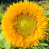 Close-up of a Teddy Bear Sunflower flower from Hudson Valley Seed Co., showcasing its large yellow petals and dark center.