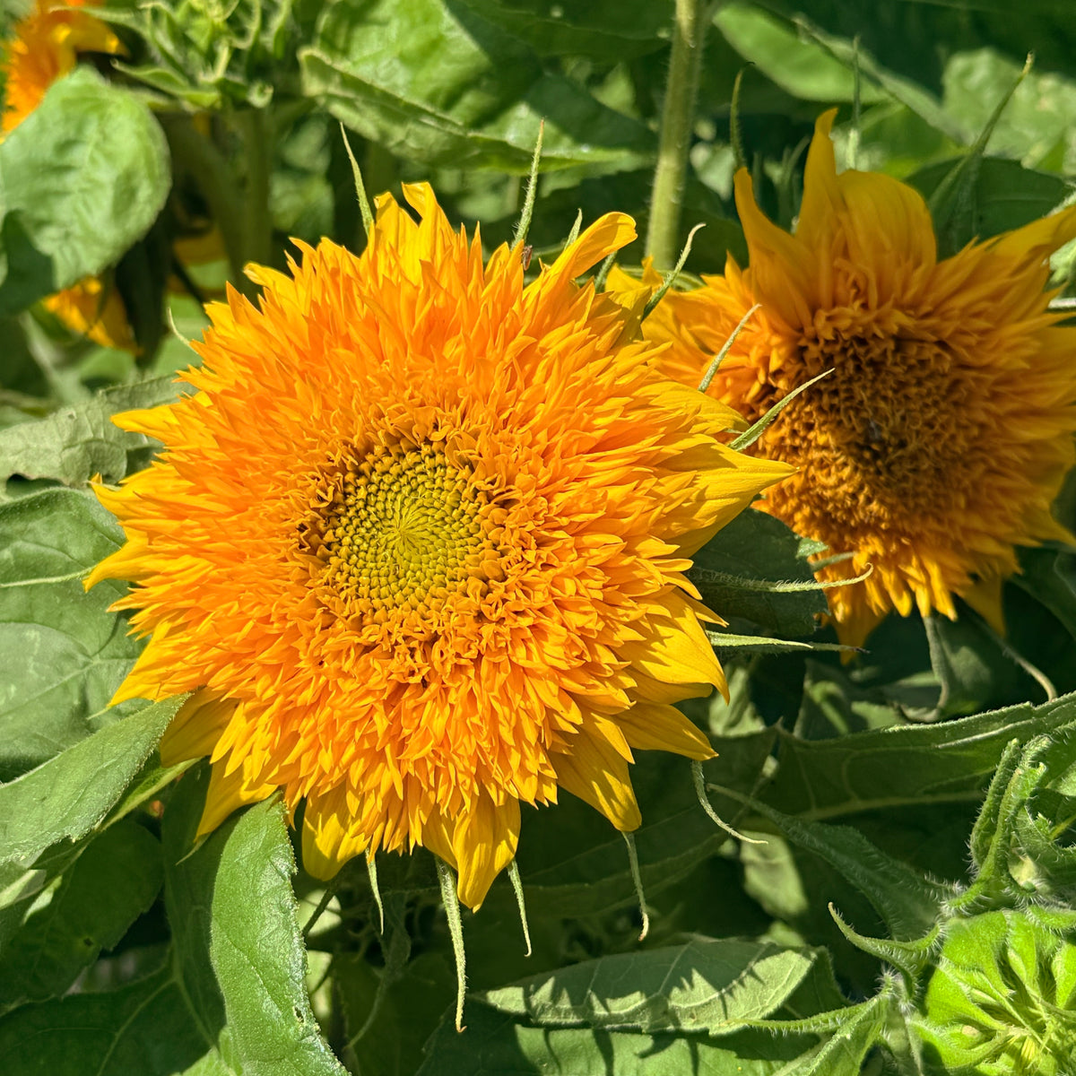 Bright yellow Teddy Bear Sunflower from Hudson Valley Seed Co. with large, cheerful blooms and green foliage.