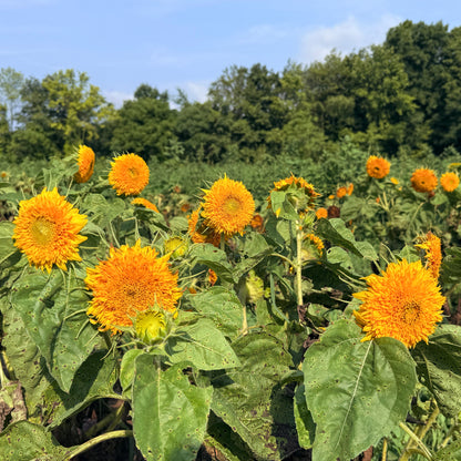 Bright sunflower with a teddy bear shape, featuring vibrant yellow petals and green leaves, from Hudson Valley Seed Co.