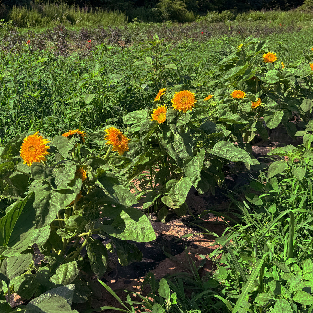 Close-up of a Teddy Bear Sunflower from Hudson Valley Seed Co., showcasing its large yellow petals and brown center.