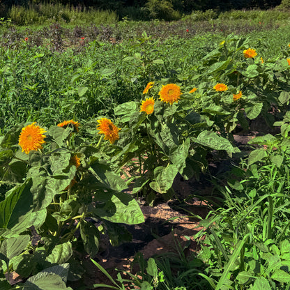 Close-up of a Teddy Bear Sunflower from Hudson Valley Seed Co., showcasing its large yellow petals and brown center.