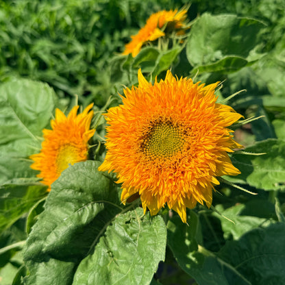 Bright Teddy Bear Sunflower flower from Hudson Valley Seed Co., showcasing vibrant yellow petals and a large brown center.