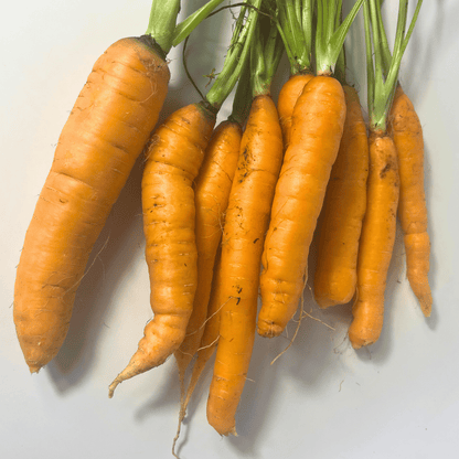 Fresh Tendersweet Carrot vegetable from Hudson Valley Seed Co., showing vibrant orange roots and green leafy tops.