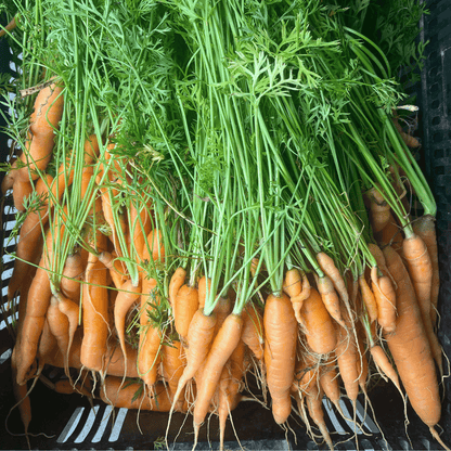 Fresh Tendersweet Carrots from Hudson Valley Seed Co., showcasing vibrant orange vegetables with leafy tops.