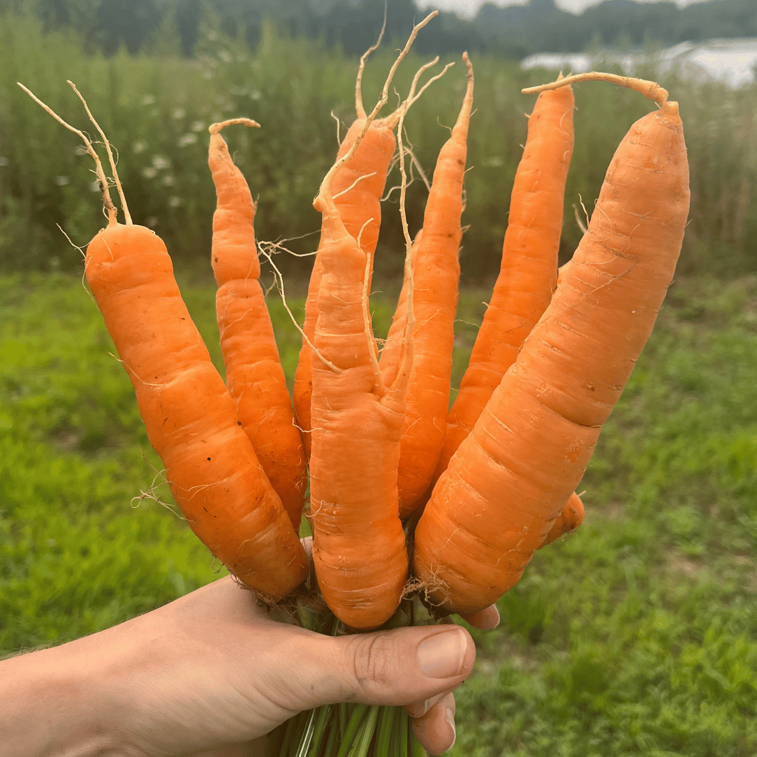 Fresh Tendersweet Carrot vegetable from Hudson Valley Seed Co., showcasing bright orange, crisp, and fresh root with leafy green tops.