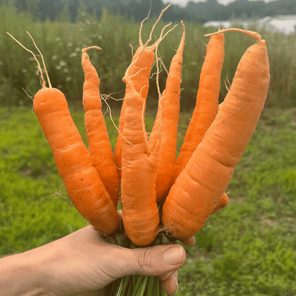 Fresh Tendersweet Carrot vegetable from Hudson Valley Seed Co., showcasing bright orange, crisp, and fresh root with leafy green tops.