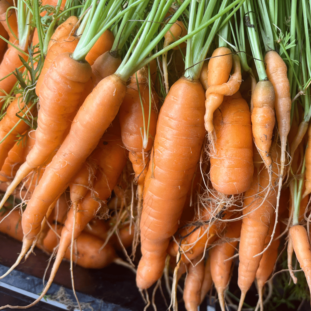 Fresh Tendersweet carrots from Hudson Valley Seed Co., vibrant orange vegetables with leafy green tops.