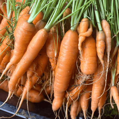 Fresh Tendersweet carrots from Hudson Valley Seed Co., vibrant orange vegetables with leafy green tops.