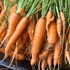 Fresh Tendersweet carrots from Hudson Valley Seed Co., vibrant orange vegetables with leafy green tops.