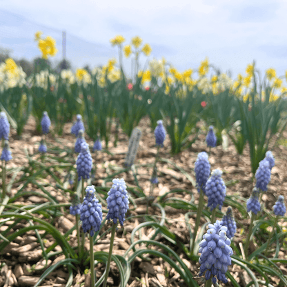 Bright Muscari neglectum &