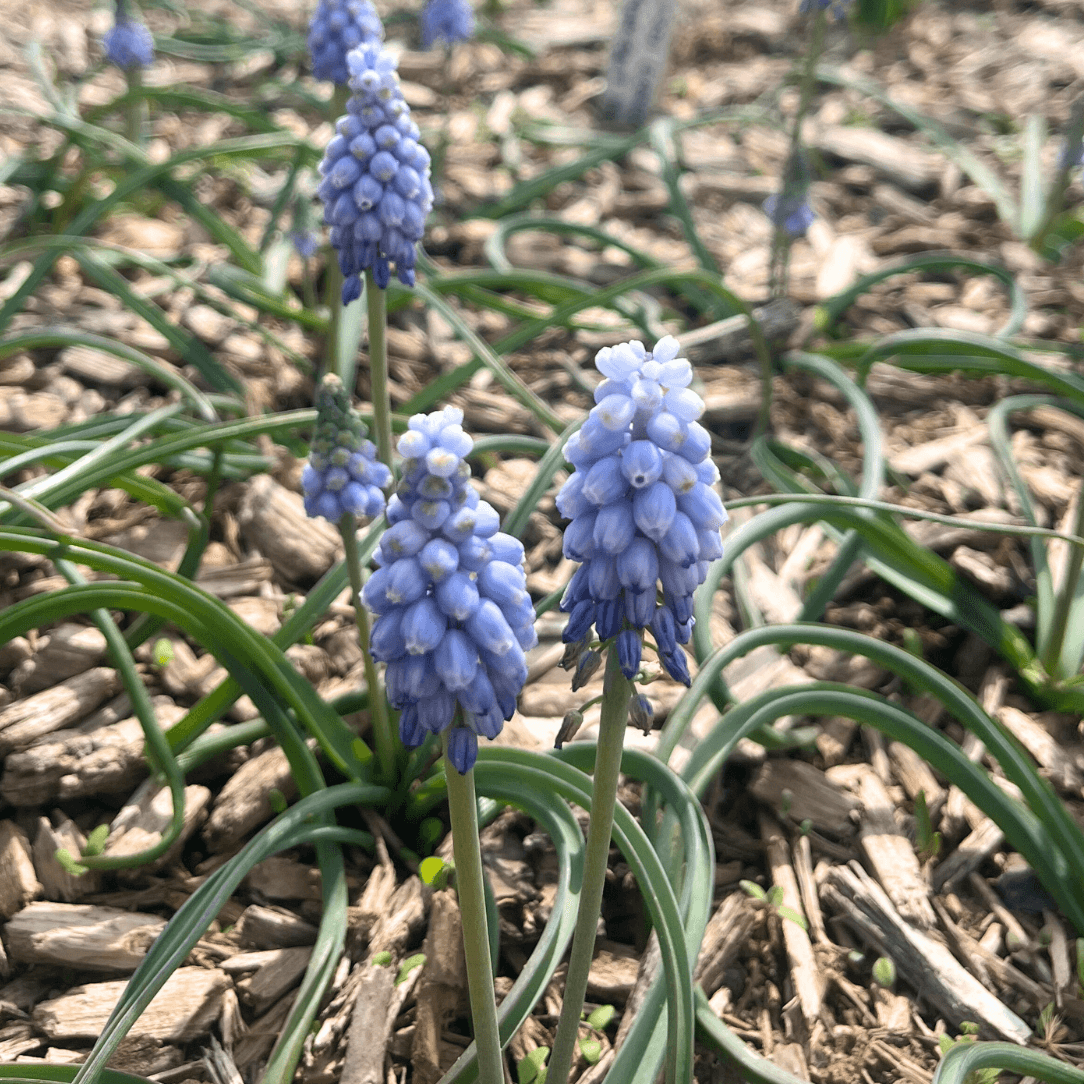 Cluster of Muscari neglectum &