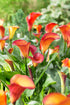 Vivid flame-colored Calla Lily flower with vibrant petals, showcasing a striking floral arrangement.