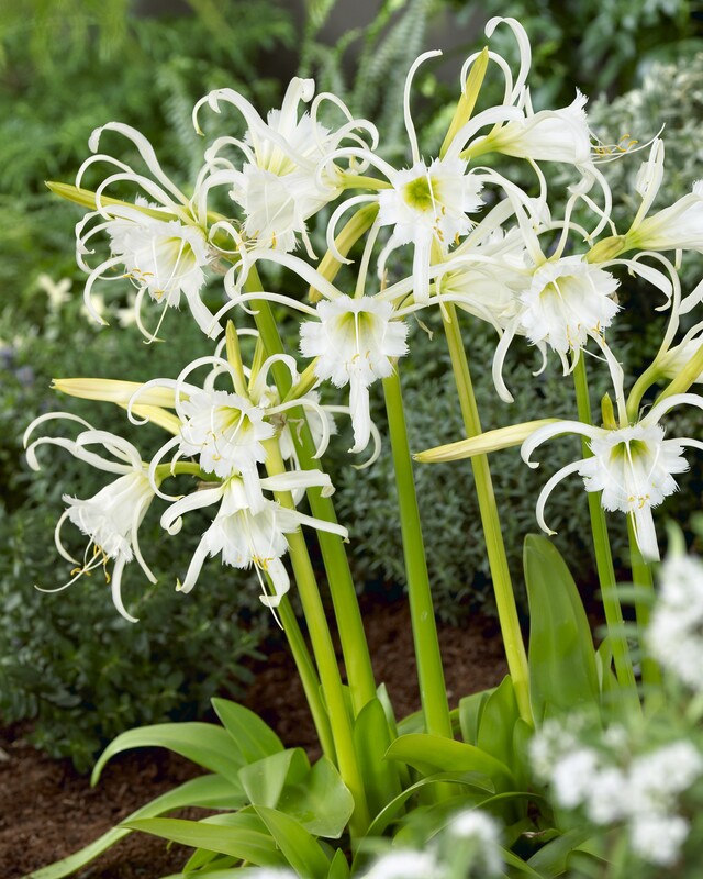 Bright white Hymenocallis &