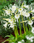 Bright white Hymenocallis &