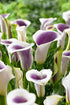Vivid Picasso Calla Lily flower with elegant white petals and green leaves, showcasing its unique artistic design.
