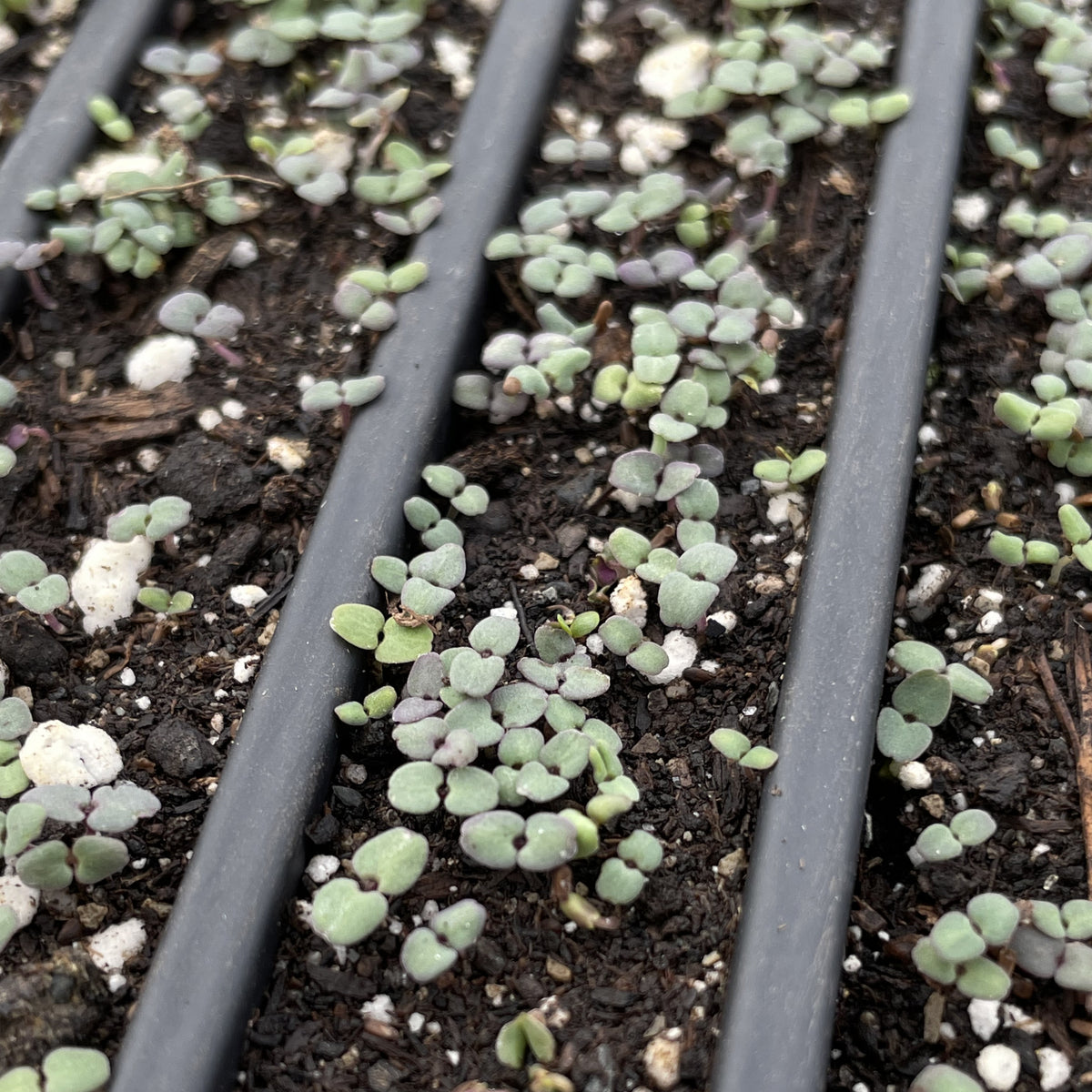 Healthy Wild Bergamot flower seedlings from Hudson Valley Seed Co. ready for planting in garden or landscape.