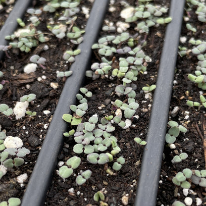 Healthy Wild Bergamot flower seedlings from Hudson Valley Seed Co. ready for planting in garden or landscape.