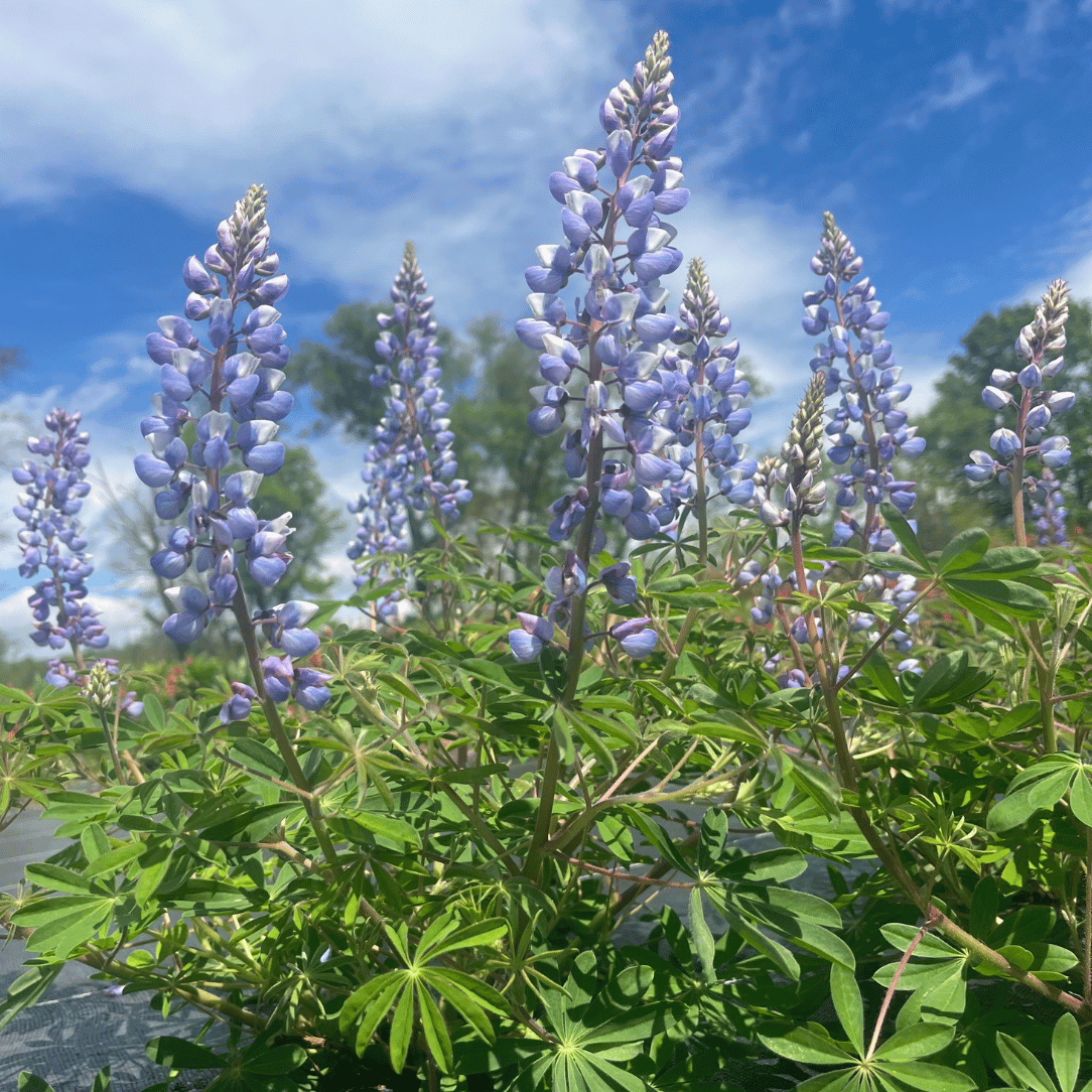 Wild Lupine - PollinateHV Local Ecotype Seedling