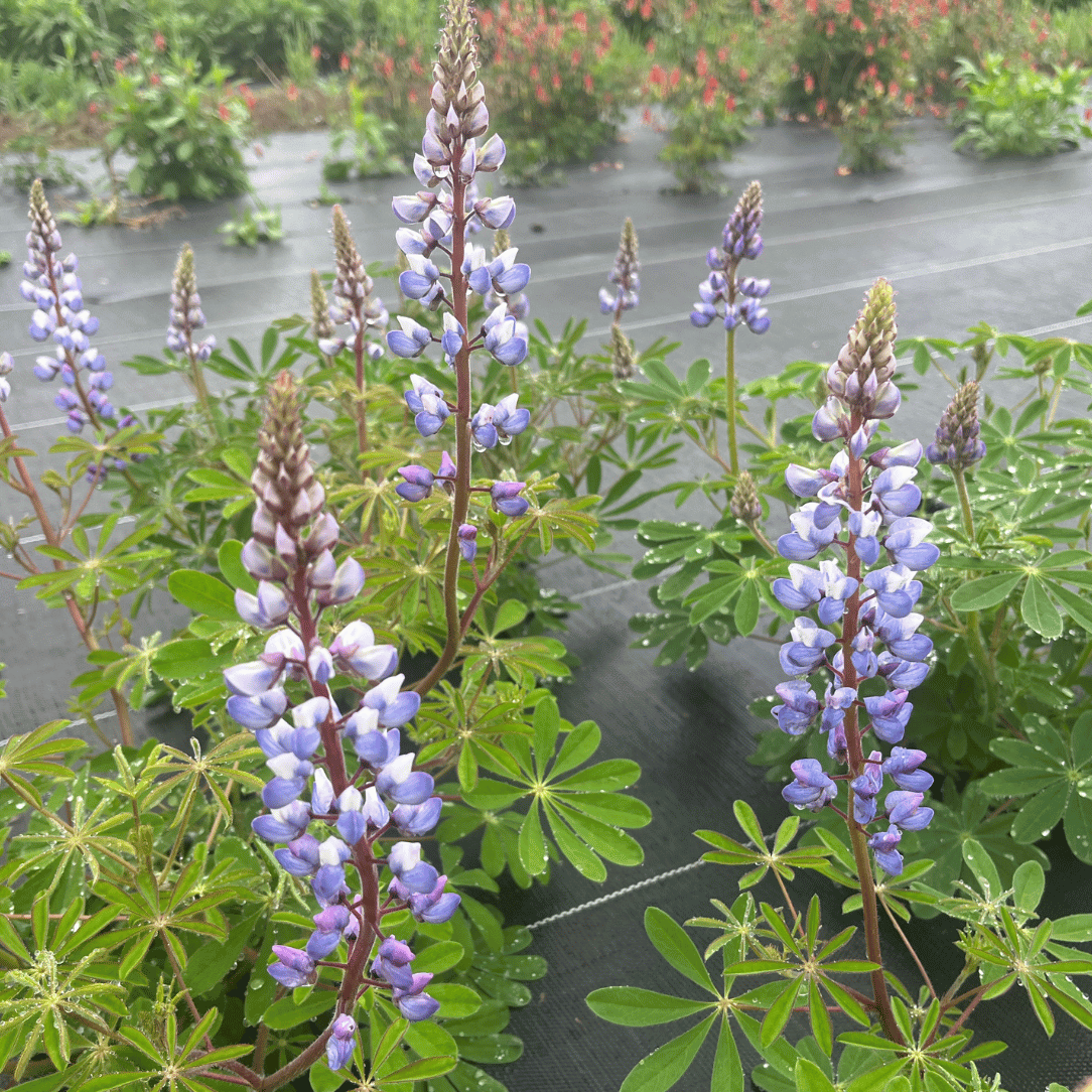 Wild Lupine - PollinateHV Local Ecotype