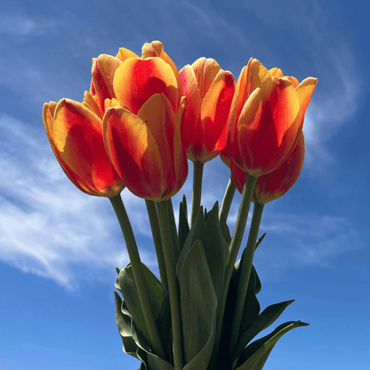 Bright tulip flower named Tulip &