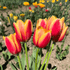 Close-up of vibrant Tulip &