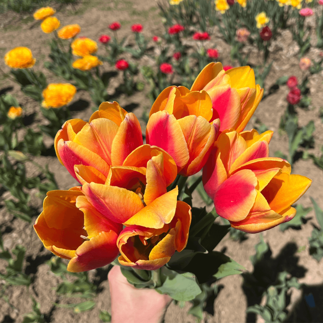 Close-up of vibrant Tulip &