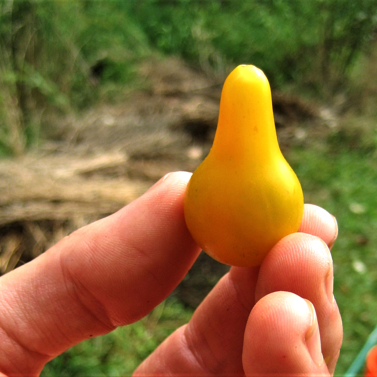 Yellow Pear Cherry Tomato from Hudson Valley Seed Co., showcasing vibrant yellow pear-shaped cherry tomatoes on the vine.