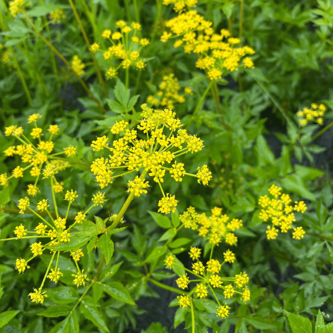 Golden Alexander - PollinateHV Local Ecotype Seedling
