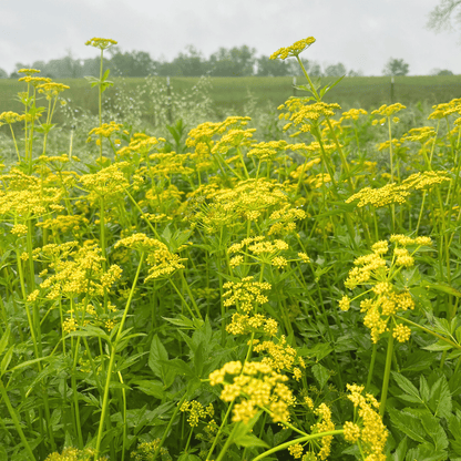 Golden Alexander - PollinateHV Local Ecotype Seedling