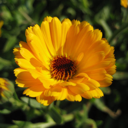 Bright yellow calendula flowers from Hudson Valley Seed Co. with vibrant petals and green foliage in a close-up view.
