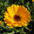 Bright yellow calendula flowers from Hudson Valley Seed Co. with vibrant petals and green foliage in a close-up view.