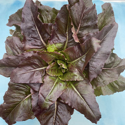 Fresh Really Red Deer Tongue Lettuce from Hudson Valley Seed Co., vibrant red leaves with broad, elongated shape, farm-fresh vegetables.