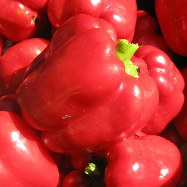 King of the North pepper seedlings from Hudson Valley Seed Co., vibrant green young vegetable plants ready to grow.