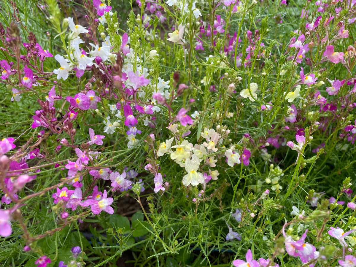 Bright yellow and purple Northern Lights Linaria flowers blooming in a garden, cultivated by Hudson Valley Seed Co.