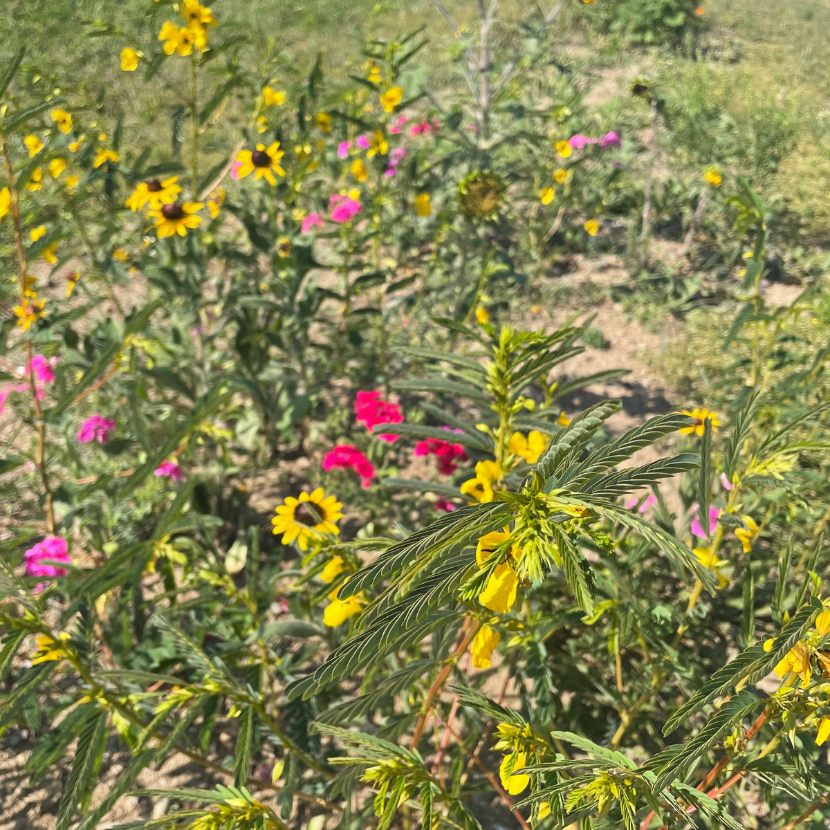 Colorful mix of flowering seeds from Hudson Valley Seed Co. For the Birds Flower Mix with vibrant blooms and diverse flower types.