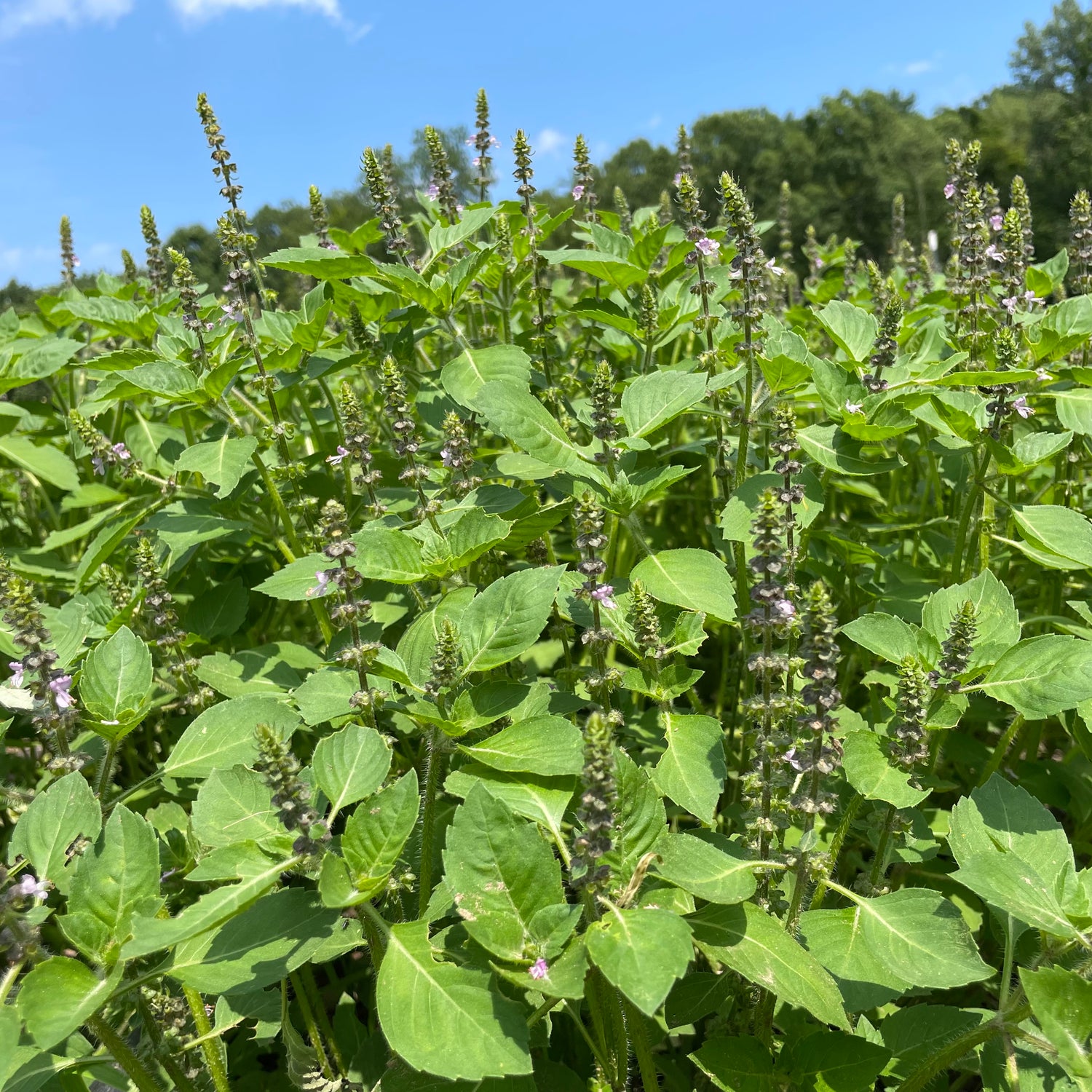 Tea Garden Mix