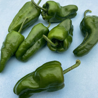 Fresh Padron hot peppers from Hudson Valley Seed Co., vibrant green vegetables with a slightly wrinkled surface, ready for cooking.