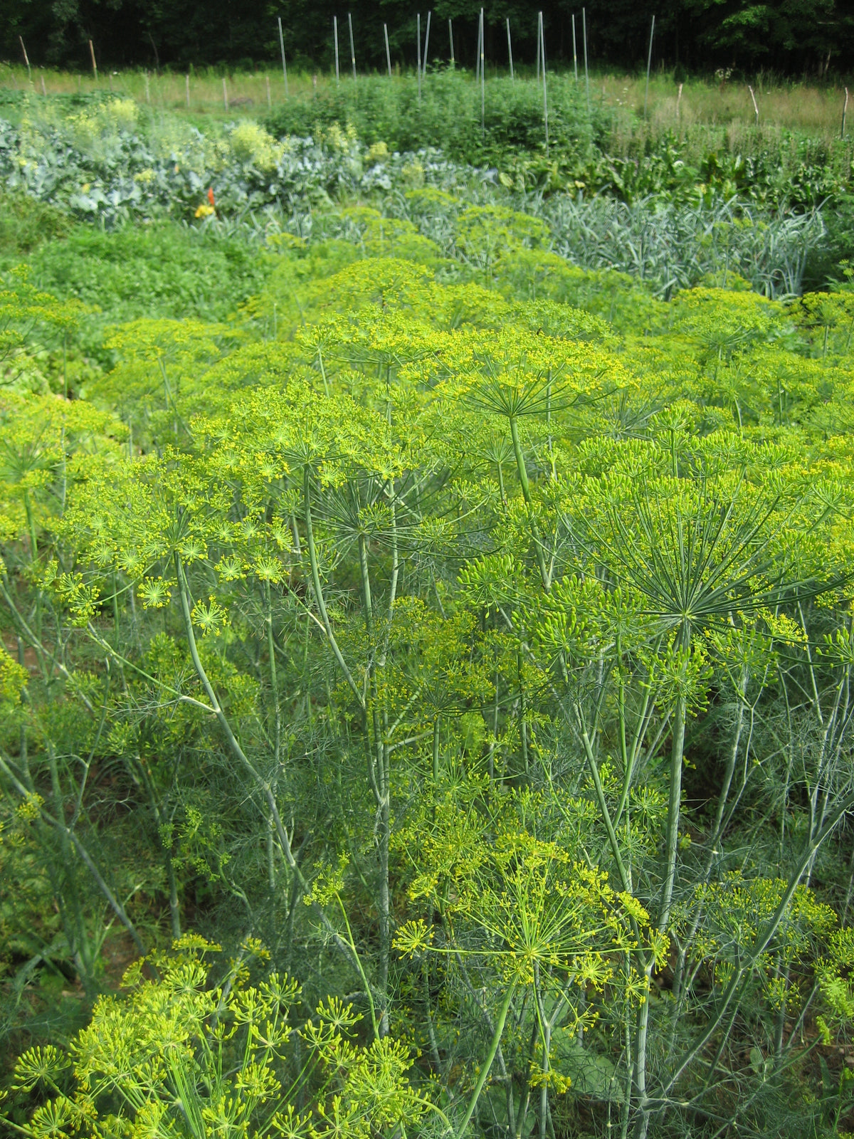 Mammoth Long Island dill seedlings, fresh herb plants from Hudson Valley Seed Co., with green feathery leaves in a garden setting