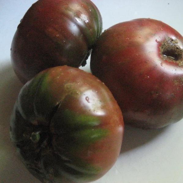 Healthy Black Krim tomato seedlings from Hudson Valley Seed Co. with dark green stems and vibrant foliage.