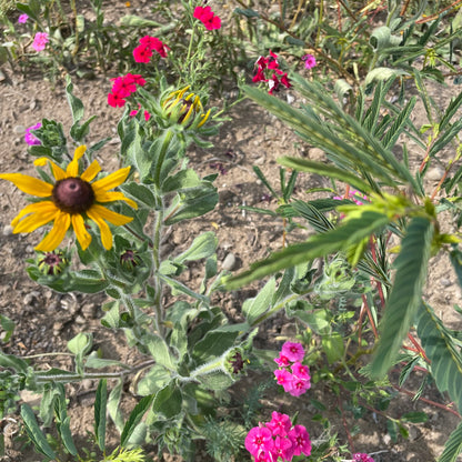 Colorful flower mix by Hudson Valley Seed Co. featuring a variety of vibrant blooms for garden planting and attracting pollinators.