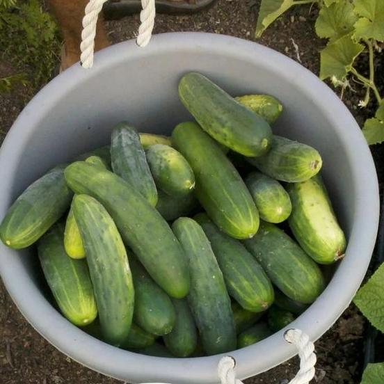 Marketmore 76 cucumber seedlings from Hudson Valley Seed Co., healthy young vegetable plants ready for planting.