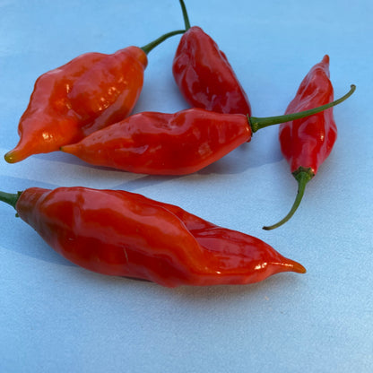 Fresh Maya Habanero peppers from Hudson Valley Seed Co. arranged in a basket, showcasing vibrant orange and green chili peppers.