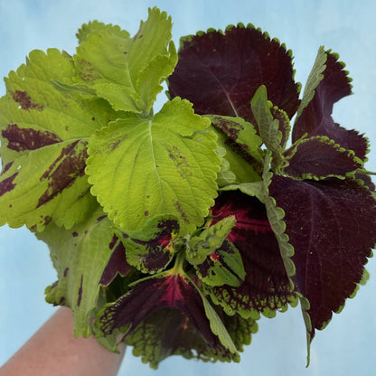 Colorful Rainbow Mix Coleus flowers with vibrant green, red, and purple foliage, grown by Hudson Valley Seed Co.